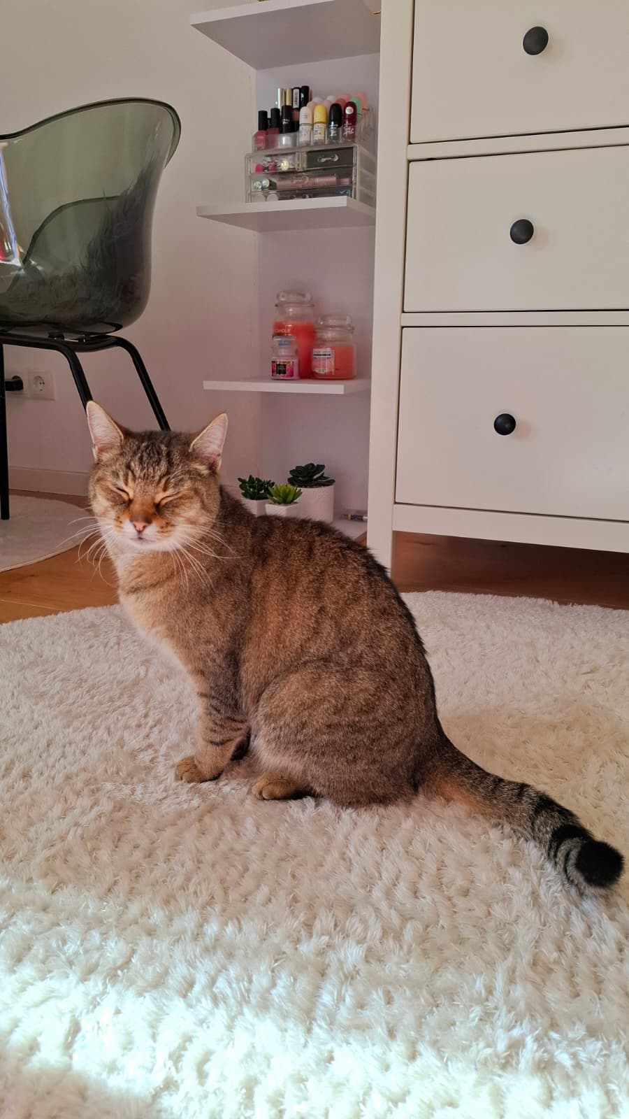 Katze Dori entspannt zuhause